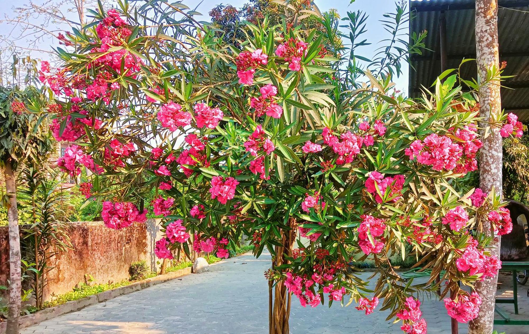 Hotel Butterfly - Peaceful Garden For Nature Lovers Sauraha Exteriör bild